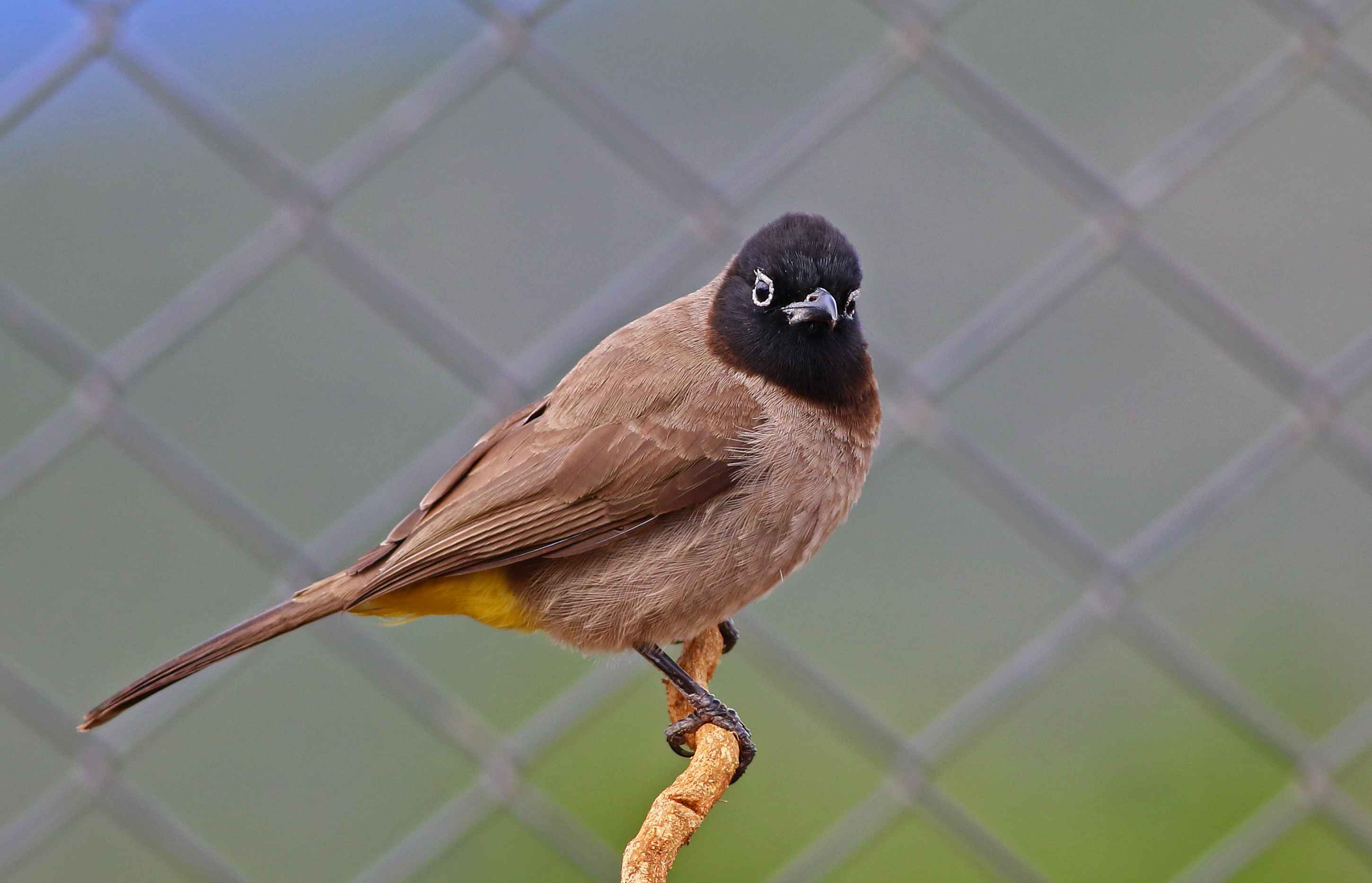 White-spectacled Bulbul
